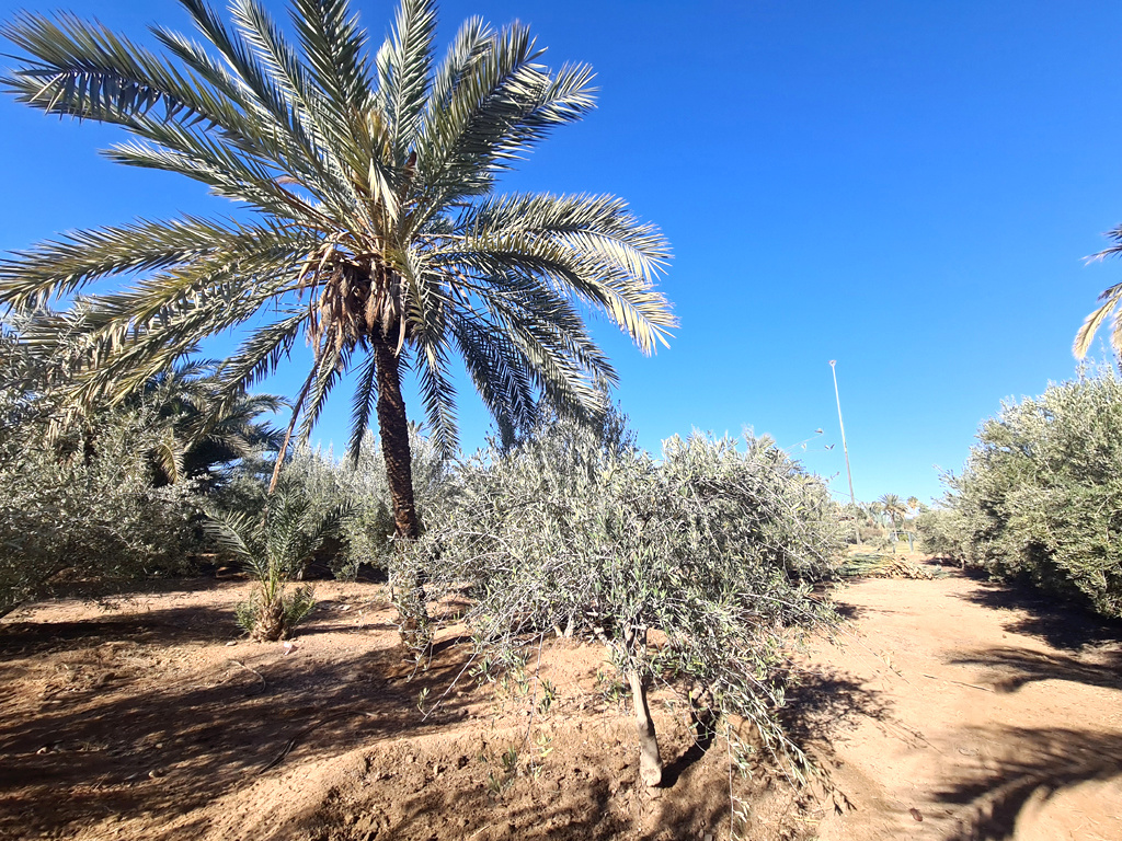 Agence immobilière de Agence Acti Immo Marrakech